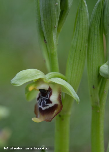 Ophrys oxyrrhynchos